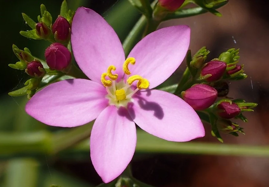 Pink flower of common centaury